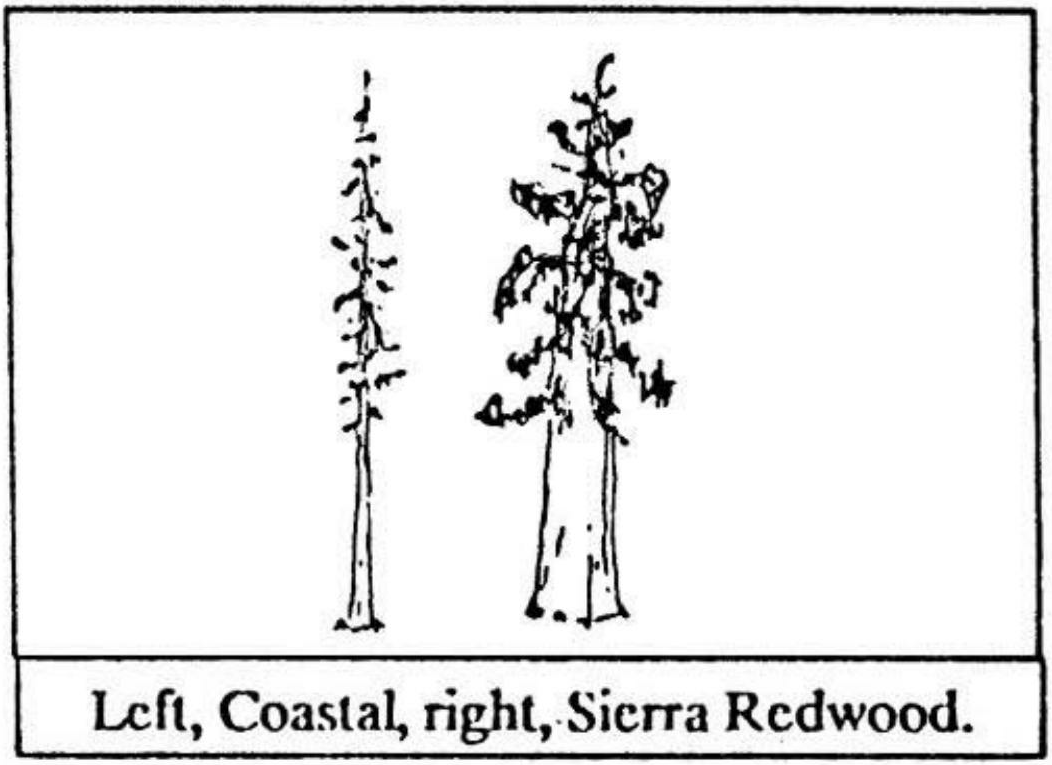 Left, Coastal, right, Sierra Redwood